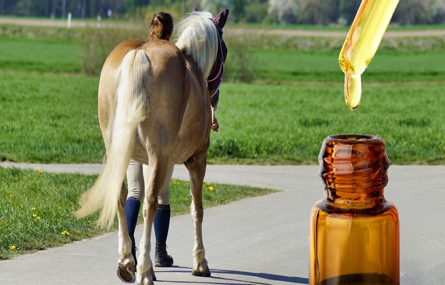 What to look for when choosing CBD Tincture For Horses